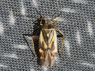 Polymerus unifasciatus