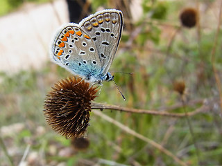 Polyommatus icarus