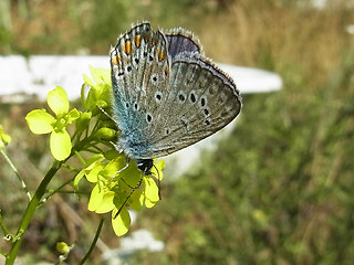 Polyommatus icarus