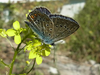 Polyommatus icarus