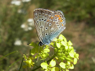 Polyommatus icarus