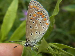 Polyommatus thersites