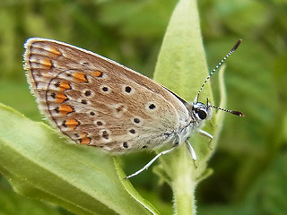 Polyommatus thersites