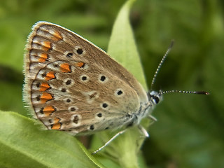 Polyommatus thersites