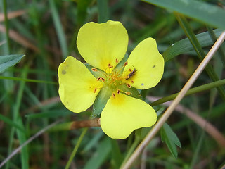 Potentilla anglica