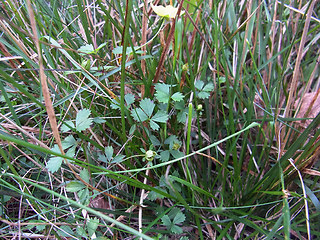 Potentilla anglica