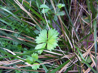 Potentilla anglica