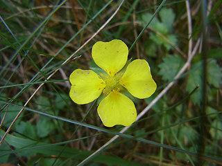 Potentilla anglica