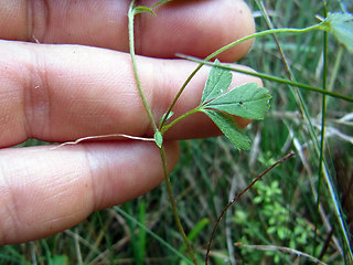 Potentilla anglica