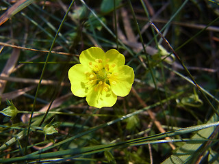 Potentilla anglica