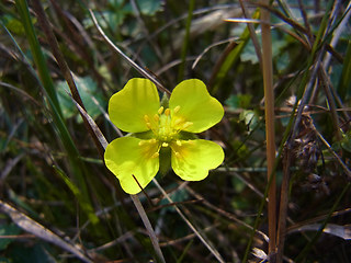 Potentilla anglica