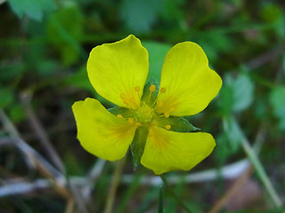 Potentilla anglica