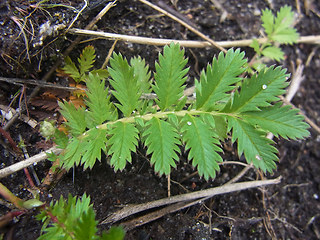 Potentilla anserina