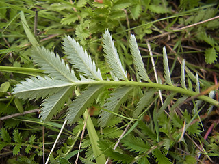 Potentilla anserina