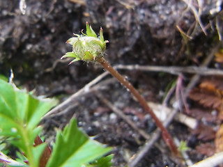 Potentilla anserina