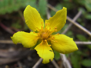 Potentilla anserina