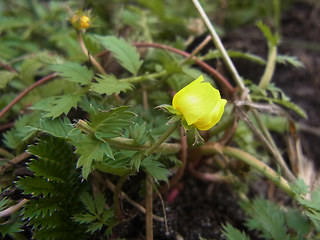 Potentilla anserina