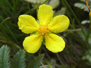 Potentilla anserina