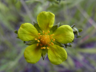 Potentilla argentea