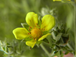 Potentilla argentea