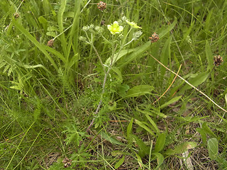 Potentilla argentea