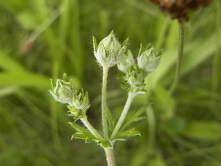 Potentilla argentea