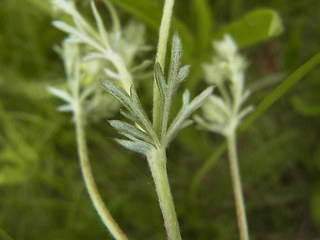 Potentilla argentea