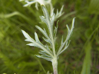 Potentilla argentea