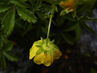 Potentilla aurea