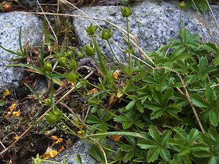 Potentilla aurea