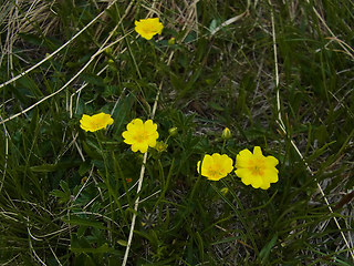 Potentilla aurea