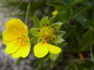 Potentilla aurea