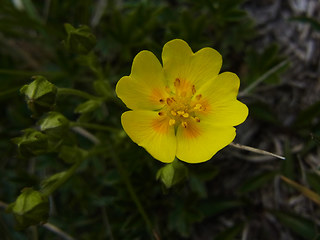 Potentilla aurea