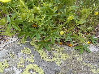 Potentilla aurea