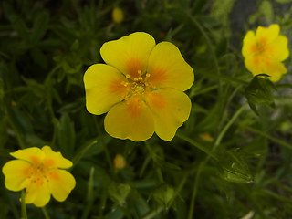 Potentilla aurea