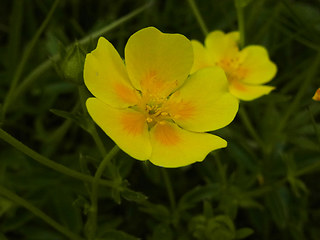 Potentilla aurea