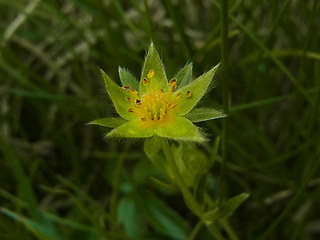 Potentilla aurea