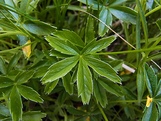 Potentilla aurea