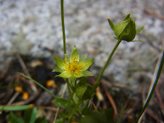 Potentilla aurea