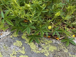 Potentilla aurea