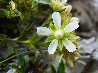 Potentilla caulescens