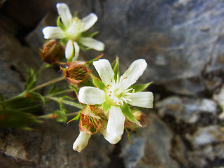 Potentilla caulescens