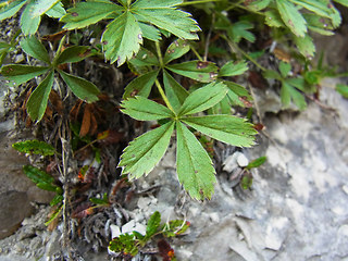 Potentilla caulescens