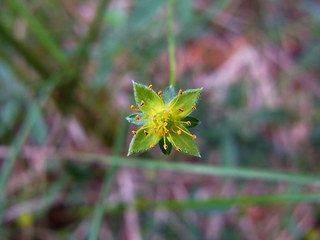 Potentilla erecta