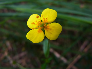 Potentilla erecta