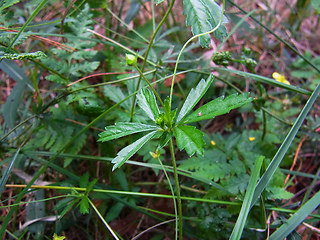 Potentilla erecta