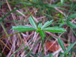 Potentilla erecta