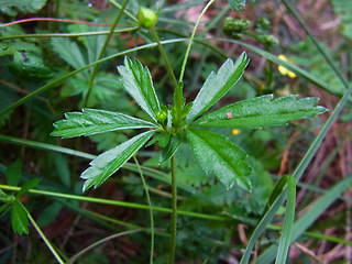 Potentilla erecta