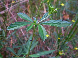 Potentilla erecta