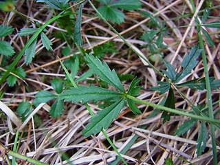 Potentilla erecta